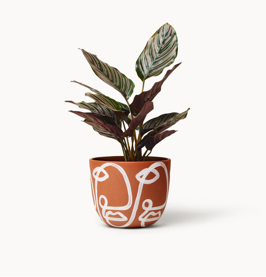 Franca NYC - Cara Planter - Medium