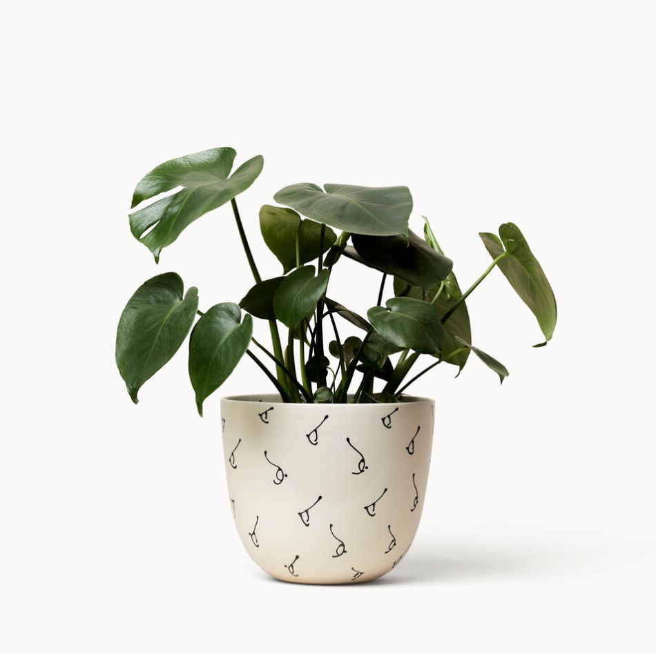 Franca NYC - Finca Planters Tatas -  Medium