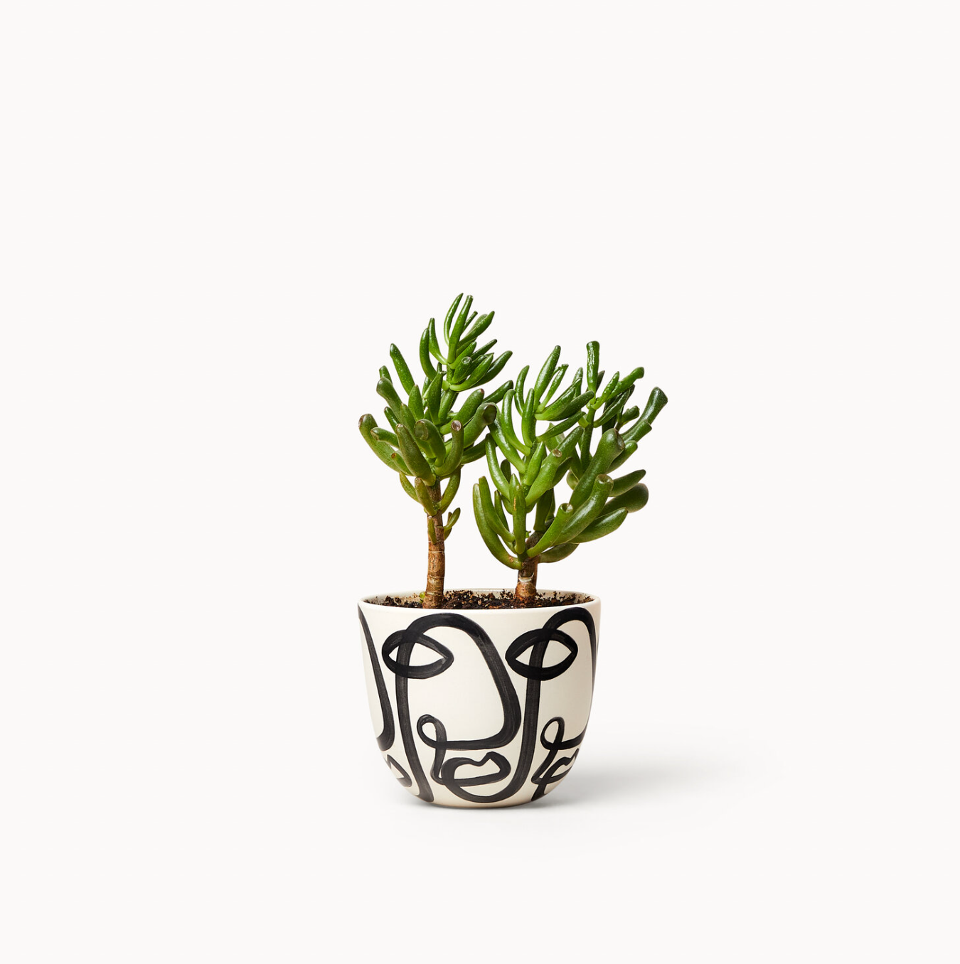 Franca NYC - Cara Planter - Small